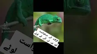 گرگٹ کی درخواست #ShahMehmoodQureshi   #moeedpeerzada #عوام_کی_ضد_عمران_خان  #viralvideo #قاسم_کے_ابا