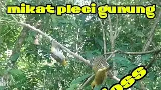 mikat burung pleci gunung kacamata hitam sendiri dalam hutan
