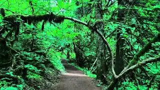 Silver Falls State Park Travel Vlog | Hike With Me