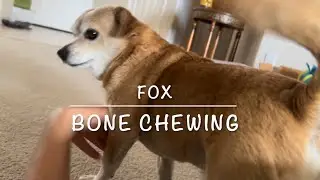 Cute Dog FOX Bone Chewing! No One Does It Cuter Than Me! #doglife #doglover #dogbone #dogeat