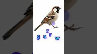 10 Beautiful Birds Names for Kids | English #educationalvideo #shorts @Vasudhaseducationworld-28