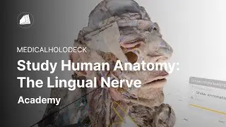 Study Human Anatomy: The Lingual Nerve