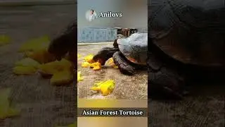 Asian Forest Tortoise #short #shorts #shortvideo