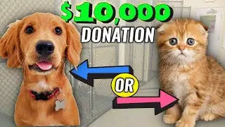 Should I donate $10,000 to a dog or cat shelter? (you decide)