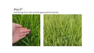 2020 Field Day: Managing Fusarium head scab