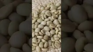 Las 5 etapas de procesamiento del caf&eacute;