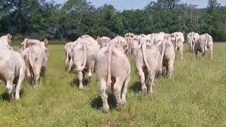 VENTE VIDEO DE 20 BROUTARDS CHAROLAIS LAITONS MARDI 18 JUIN 2024 A SICAFOME
