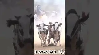 Bull Race In Pakistan 2023 #bullrace #bullrace2018 #bullrace2021 #bullrace2022 #bullracevideo