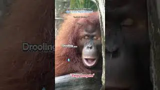 Sleepy Orangutan, HappyAnimals #cute #funny #orangutanlife