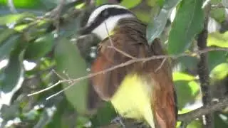 Bem-te-vi (Pitangu&aacute; sulphuratus)