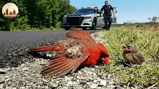 Animal Rescue Saves an Injured Cardinal Family on a Quiet Road #129