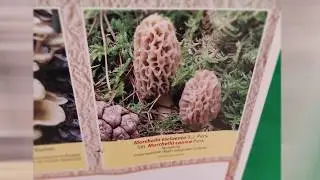 parco di cuma e fusaro campi flegrei