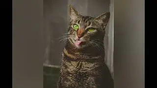 Cats of Love