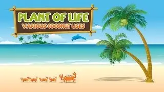 Amazing Uses of Coconut: The Plant of Life