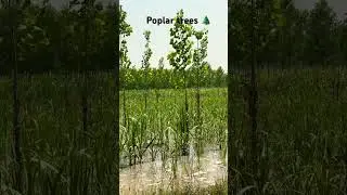 Poplar farming ☘️ #love #farming #poplar #shorts