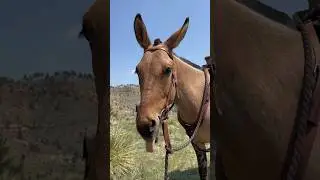 Horse Vs. Mule: Which is better?? Let&rsquo;s hear it! 😊 #horse #mule #horses #mules