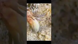 Snake bite on bird🐍