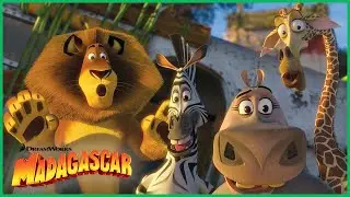 Melhores Momentos de Madagascar 2! 😲🌟 | DreamWorks Madagascar em Português