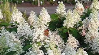 Hydrangea Baby Lace: pollinator-friendly dwarf hydrangea