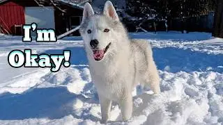 My Husky Had a GRACEFUL Fall on the Ice!