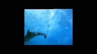 silver care.flv