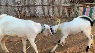Two little goats head to head fight