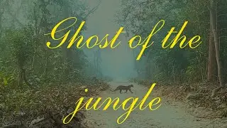 Ghost of the jungle. Leopard sighting, Sitabani forest,jim corbett 