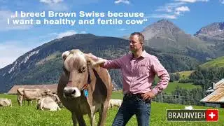 Kurzvideo European Brown Swiss Federation