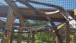 Perseverance (Helmeted Chameleon eating flies)