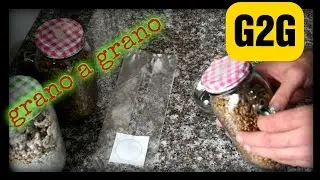 Самый быстрый и экономичный способ 🦸G2G (зерно к зерну) ЗЕРНО ЗА ЗЕРНОМ.