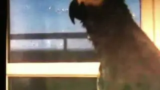 Funniest Swearing Bird Ever!