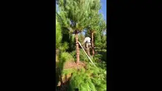 FORESTRY IN NEW ZEALAND!!