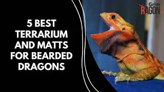5 Best Mats for Bearded Dragons | Bearded Dragon Best Mats & Bedding