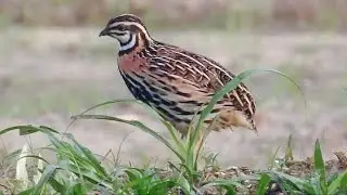 Black breasted quail (Coturnix coromandelica) mating call