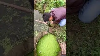 Best Eel Fishing | Catching Yellow Monster Eel Fish [ SORT]