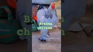 Brahma Chicken Breed | Giant Chicken Care, Egg Laying & Farming Tips &ndash; Md Hasib Abdullah