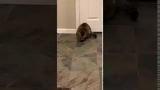 Funny cat doing strange things and acting crazy.