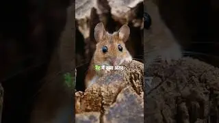 Mouse and rats are different😱😱 #facts #shorts #rats #mouse #ytshorts #youtubeshorts #youtube #new