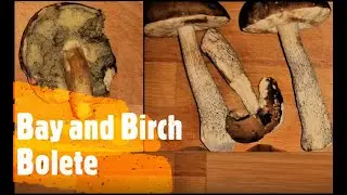 Bay & Birch Bolete Mushrooms