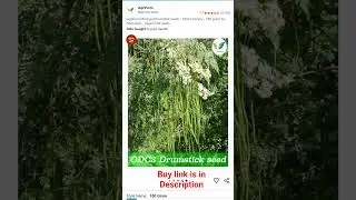 odc 3 moringa seeds |. odc 3 drumstick seeds