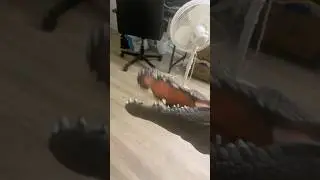 Crocodile Puppet Says I Don't Need To Be Rude Here Doc, But You're An IDIOT!