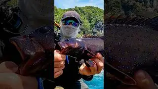 Wundersch&ouml;ne Fische im warmen Meer fangen und dabei die Sonne genie&szlig;en #angeln #fishing #k&uuml;ste