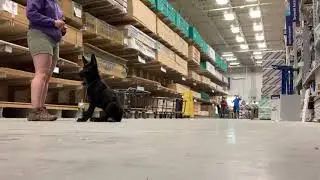 Zeus | 3 Month German Shepherd | Puppy Obedience Foundation Training | OverWatch K9 Academy| Atlanta