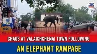 Chaos at Valaichchenai town following an elephant rampage