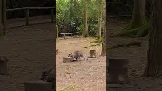 📍New Forest Wildlife Park 🐺🦘 #newforest #staycatiomnearlondon