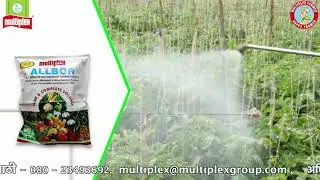 Multiplex ALLBOR I मल्टीप्लेक्स ऑलबोर सह फळांचा आकार वाढवा I