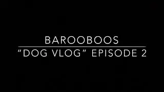 Barooboos &ldquo;Dog Vlog&rdquo; Episode 2