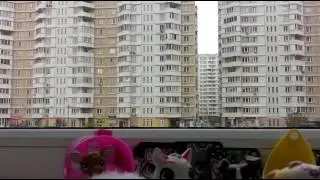 LPS КЛИП День и Ночь