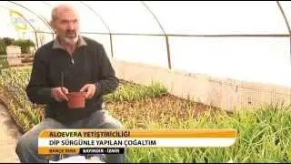 BAHÇE SERA - ALOVERA BITKISI
