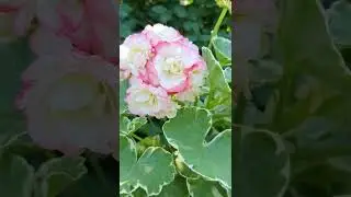 Пеларгония зональная 